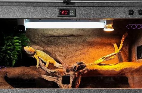 鬃狮蜥饲养指南：全面解析新手必知的饲养技巧