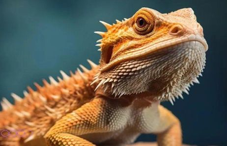 鬃狮蜥饲养指南：全面解析新手必知的饲养技巧