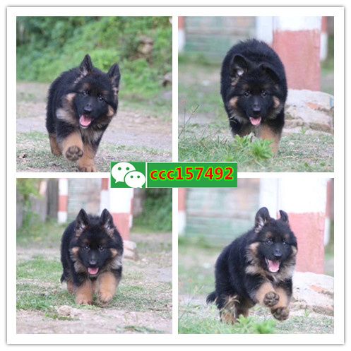 北海出售各种健康纯种的狗，猫（）