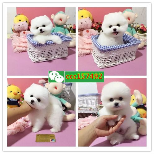 北海出售各种健康纯种的狗，猫（）