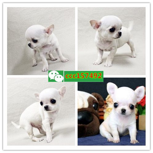 北海出售各种健康纯种的狗，猫（）