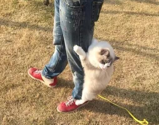 如何与猫咪一起享受户外时间（宠物猫的户外训练指南）