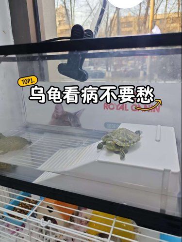 龟龟生病遇良医 专业诊疗康复超顺利 