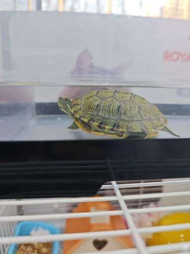 异宠就医选对店，省心又专业超安心 