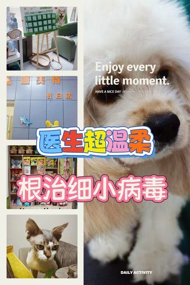细小狗子遇良医，诊疗用心终康复 