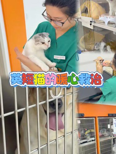 派美特治流浪折耳猫，专业暖心超实在！