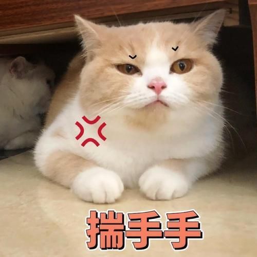 宠物猫宠物狗是怎么培育出来的