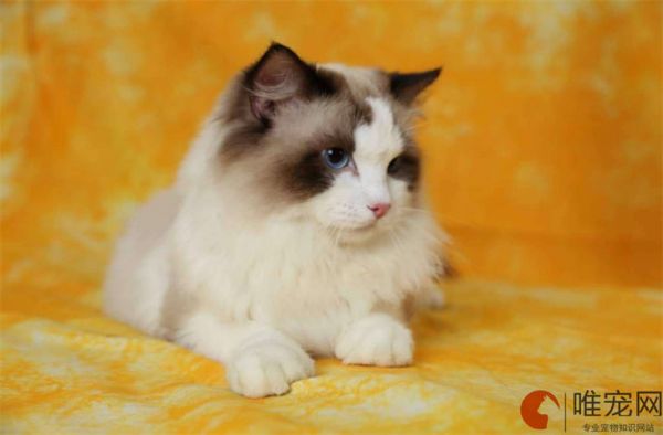 布偶猫是怎么培育出来的 祖先是什么猫