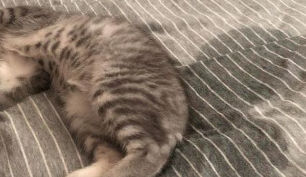 宠物猫乱尿怎么办