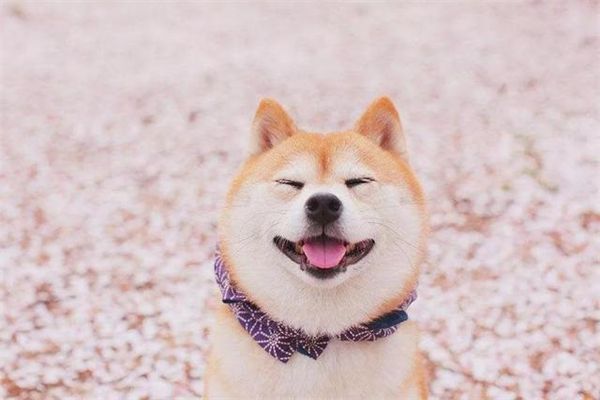 柴犬几个月发腮