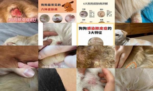 狗结痂是什么皮肤病