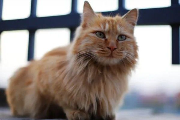 猫咪怎么预防皮肤病，做好以下三点能有效预防