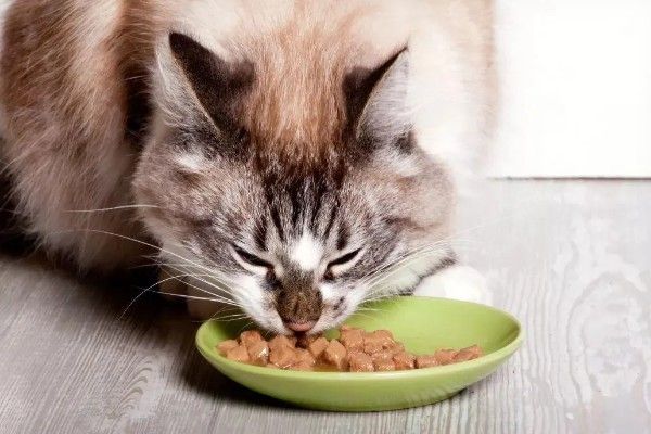 猫咪怎么预防皮肤病，做好以下三点能有效预防