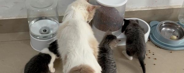 猫咪怎么预防皮肤病，做好以下三点能有效预防