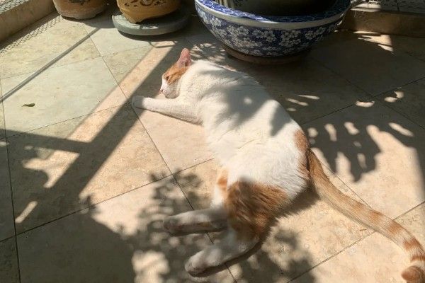 猫咪怎么预防皮肤病，做好以下三点能有效预防