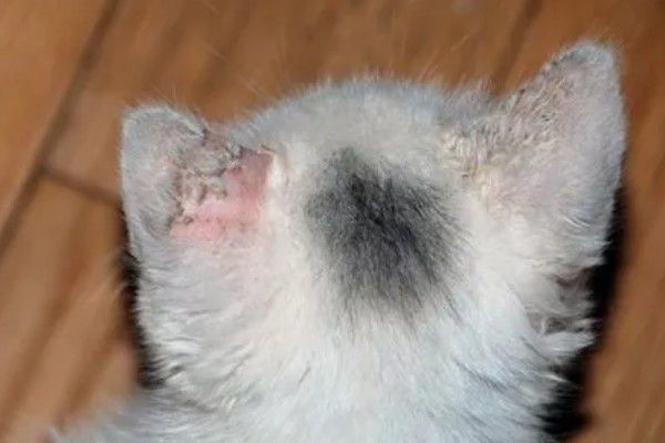 猫咪怎么预防皮肤病，做好以下三点能有效预防