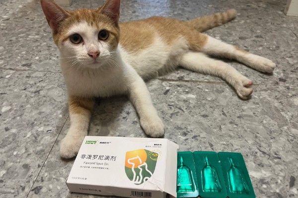猫咪怎么预防皮肤病，做好以下三点能有效预防