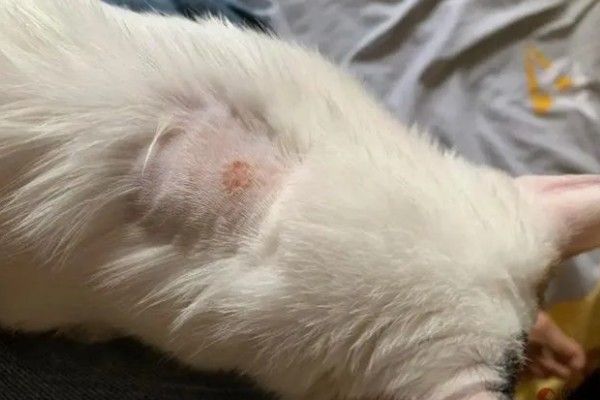 猫咪怎么预防皮肤病，做好以下三点能有效预防