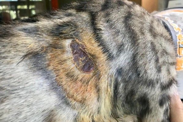 猫咪怎么预防皮肤病，做好以下三点能有效预防