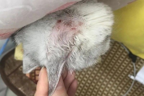 猫咪怎么预防皮肤病，做好以下三点能有效预防