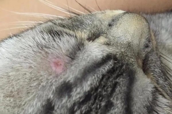 猫咪怎么预防皮肤病，做好以下三点能有效预防