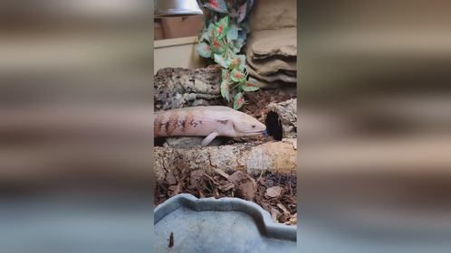 这个POS，是不是挺妖娆的。#爬宠 #异宠 #蓝舌石龙子