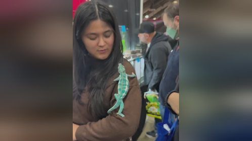 国外#爬宠展 视频。#爬宠 #异宠 #爬宠日常 #亚宠展