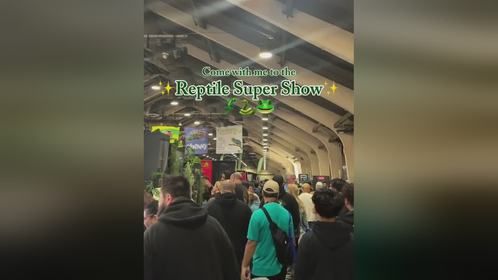 国外#爬宠展 视频。#爬宠#蜥蜴#守宫 #宠物蛇 #亚宠展