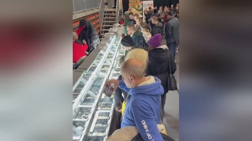 #球蟒 依然是#爬宠展 主角。#爬宠 #异宠 #亚宠展