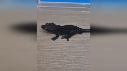 欣赏一下韩国人繁育的黑色#睫角守宫 。#爬宠 #异宠 #守宫