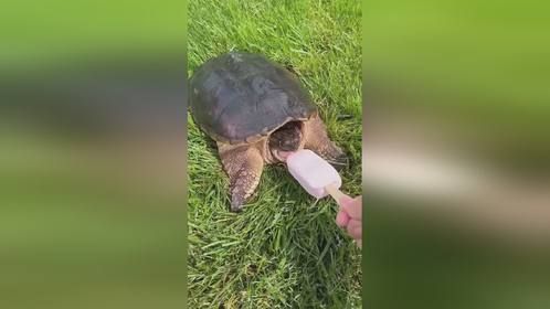 #养龟 乐趣多。#养龟日常 #养龟人 #养龟日记 #宠物搞笑