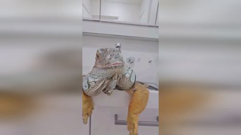 现在出镜的是苍老师的#鬣蜥 #爬宠 #异宠 #爬宠日常#巨蜥