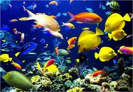 “热带鱼批发宝典，宠物爱好者必备！”