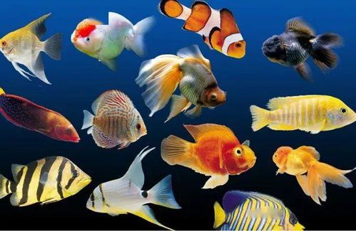 热带鱼长寿秘诀：揭秘最长命的宠物鱼种！