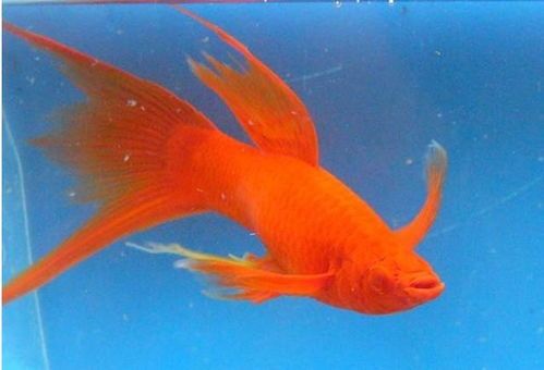 西安宠物市场热带鱼种类多