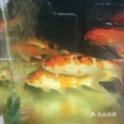 上海热带鱼市场，宠物控必逛！