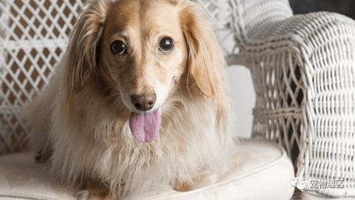 宠物狗怎么看怀孕了没