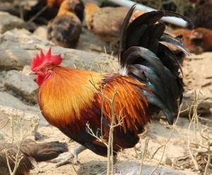 孕妇狗食鸡脑安全吗？留意营养均衡。