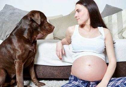 宠物狗怀孕期间怎么喂养