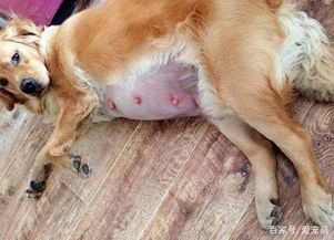 宠物狗怀孕期间怎么照顾