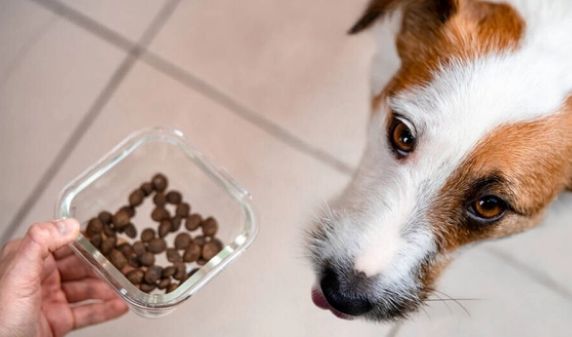 狗狗更换狗粮需要过渡期吗？来了解一下