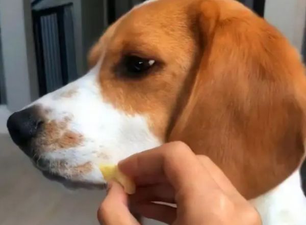 狗狗更换狗粮需要过渡期吗？来了解一下