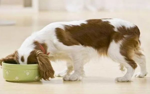 狗狗更换狗粮需要过渡期吗？来了解一下