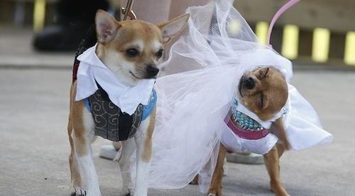 宠物猫垃圾怎么处理