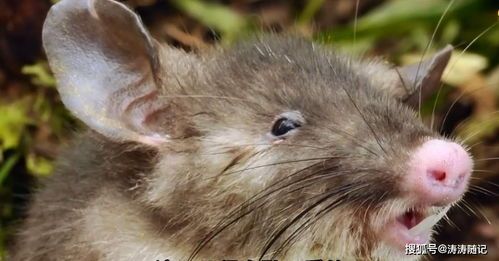 仓鼠适应新环境需要多长时间呢？