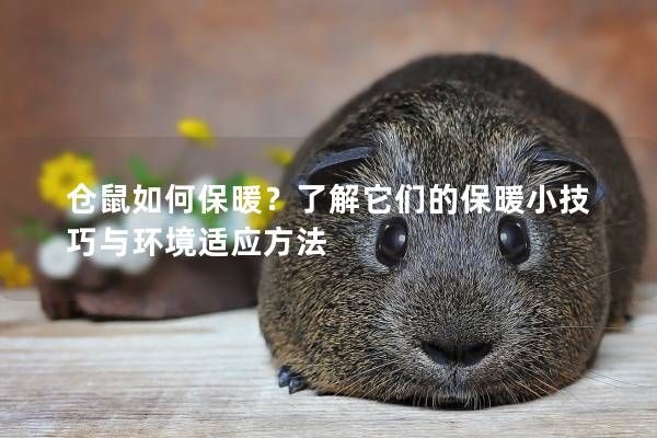 仓鼠如何保暖？了解它们的保暖小技巧与环境适应方法