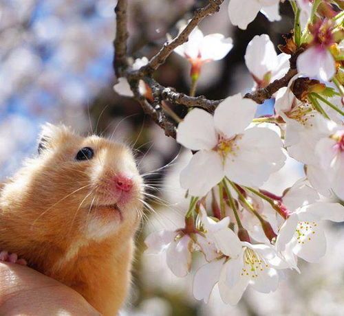 如何赢得仓鼠的信任？