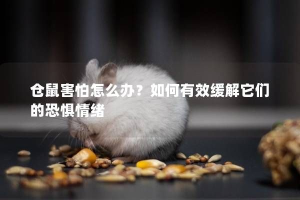 仓鼠害怕怎么办?如何有效缓解它们的恐惧情绪