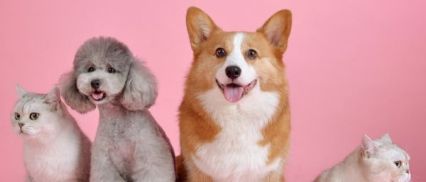 预测：2025年亚马逊宠物用品十大热销商品