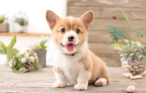 意大利狗狗品种盘点，萌宠必备指南！